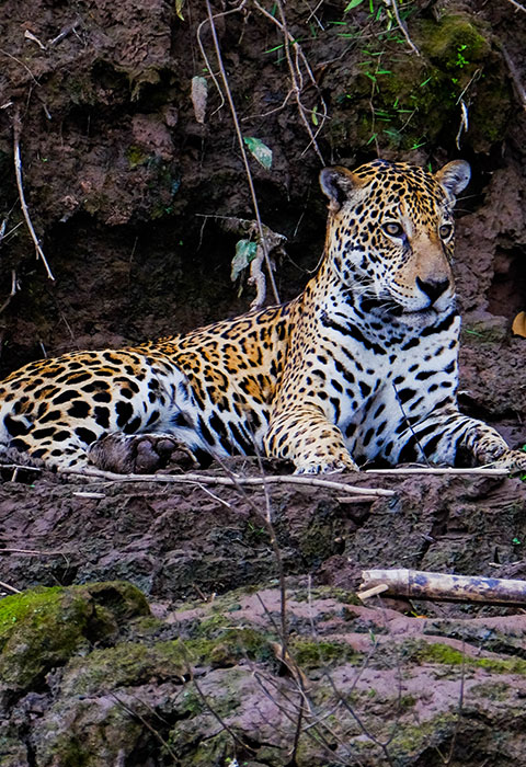 tambopata