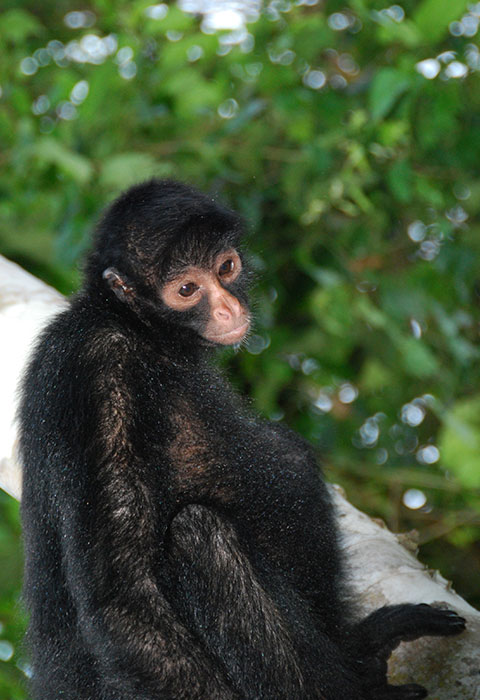 tambopata
