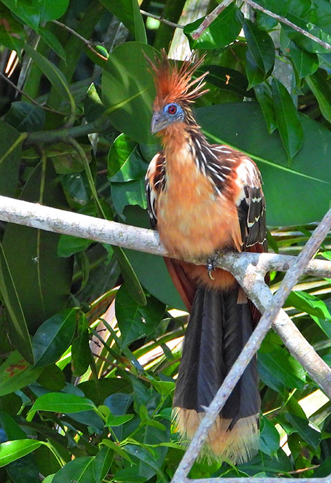 tambopata