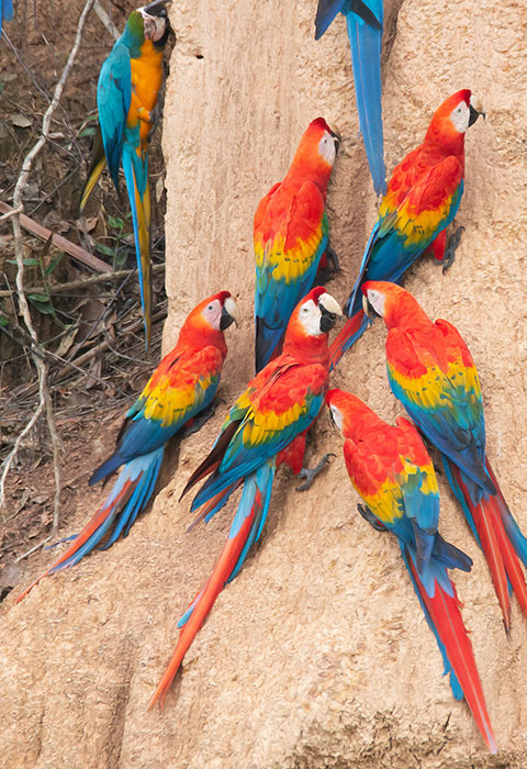tambopata